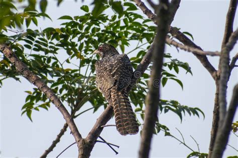 Rare Koyal Bird on a Tree Branch Stock Image - Image of bird, rare ...