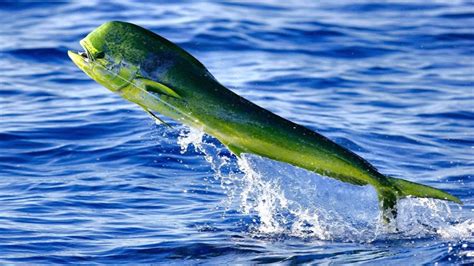 why is mahi mahi called a dolphin?