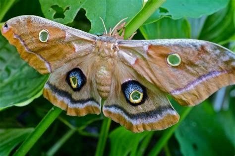 Polyphemus Moth Cocoon Antheraea polyphemus | Kim Smith Films