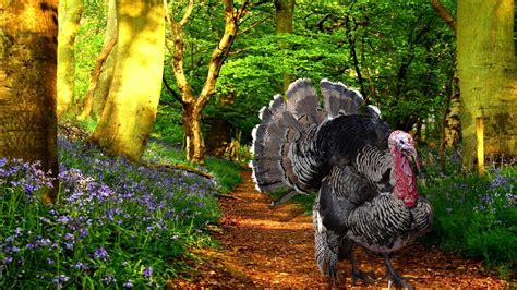 Turkey Gobble Sounds With Singing Birds Ambience 1 Hour Youtube