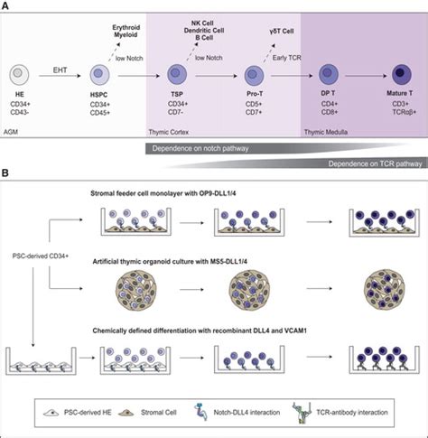 Engineering T Cell Development For The Next Generation Of Stem Cell