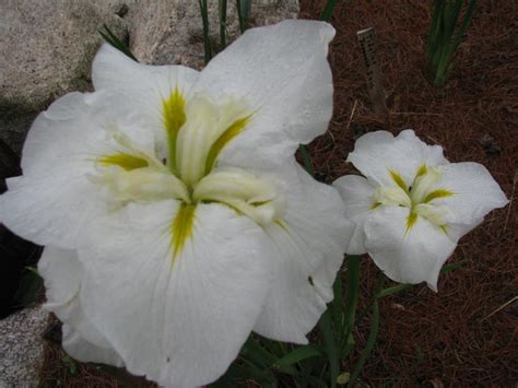 White Japanese Iris (garden name) | Harbour Breezes Daylilies and Japanese Iris at Jeddore on ...