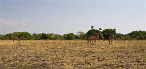 Katavi Wildlife Camp - See description and beautiful photos - Explore Tanzania