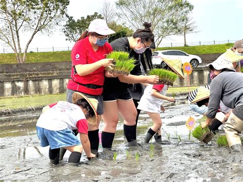 食農教育從小開始 吳秋齡鎮長陪羅東幼兒園插秧趣【影音新聞】 葛瑪蘭新聞網