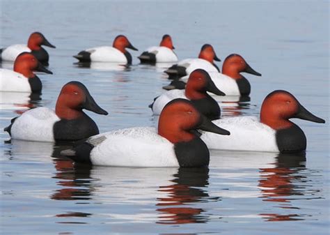 Canvasback Duck Hunting: What To Target– Hunting and Fishing Depot