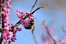 bumble bee  flowers  stock photo public domain pictures