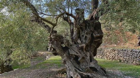 Having Survived Invasion and Disease, Millenary Olive Tree Recognized ...