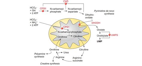 Pyrimidine Metabolism Pathways Synthesis and Degradation