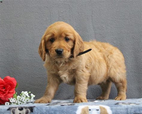 Rowan - Miniature Golden Retriever Puppy For Sale in Pennsylvania