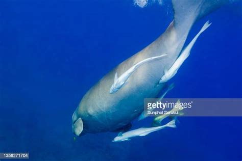 33 Seacow Stock Photos High Res Pictures And Images Getty Images