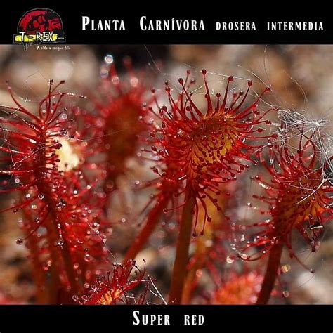 Adquira A Planta Carn Vora Drosera Intermedia Vermelha Uma Adi O