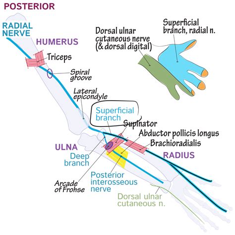 Gross Anatomy Glossary Superficial Radial Sensory Nerve Draw It To