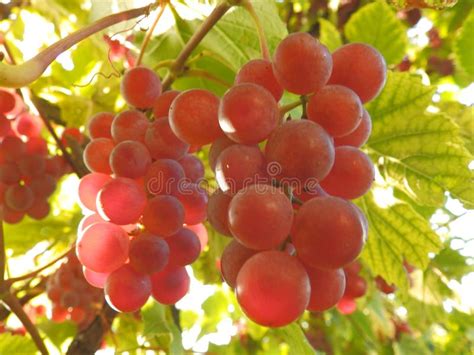 Ripe red grapes on a vine stock photo. Image of leaves - 102963062