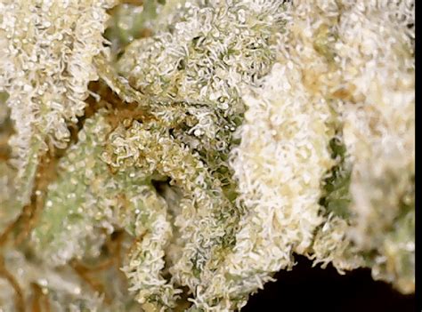 Is this mold or trichomes? : trees