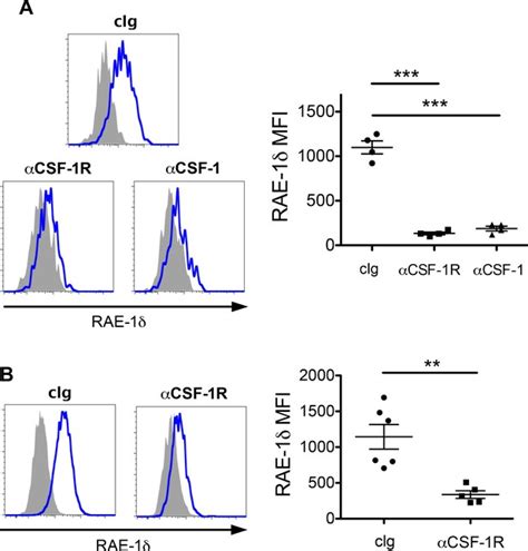 Tumor Derived Csf 1 Induces The Nkg2d Ligand Rae 1δ On Tumor Infiltrating Macrophages Elife