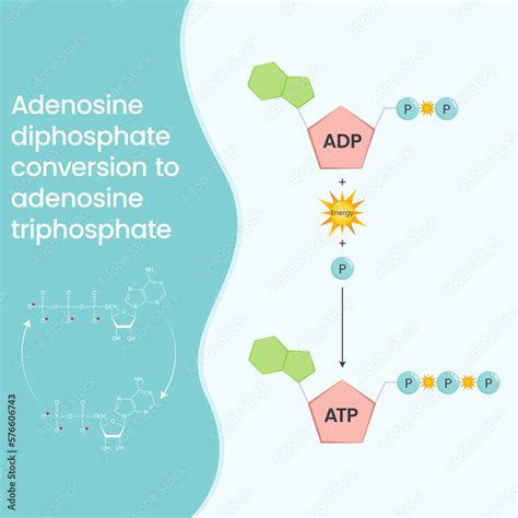 Adenosine triphosphate and adenosine diphosphate comparison and cycle science vector education ...