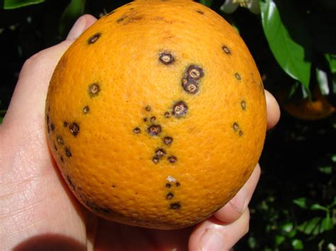 Citrus Black Spot Quarantine Area Updated in Florida