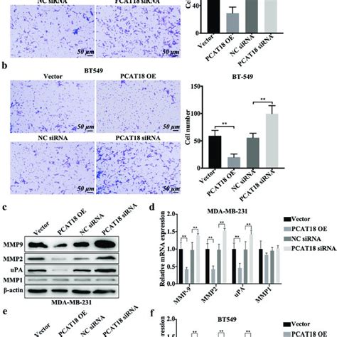 Effects Of Pcat18 On Tnbc Cell Migration Mda Mb 231 And Bt549 Cells