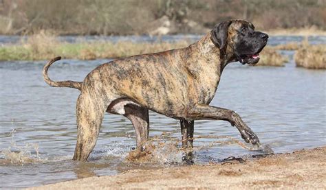 Brindle Dog Breeds - 20 Beautiful Pups With A Stunning Coat