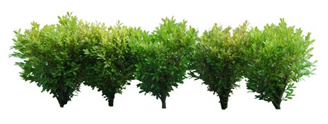 Shrub Transparent Background