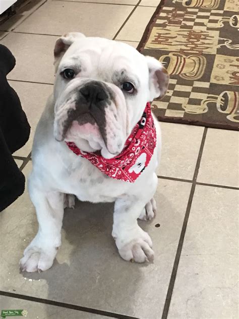 Loveable English Bulldog Stud - Stud Dog in Dallas, the United States