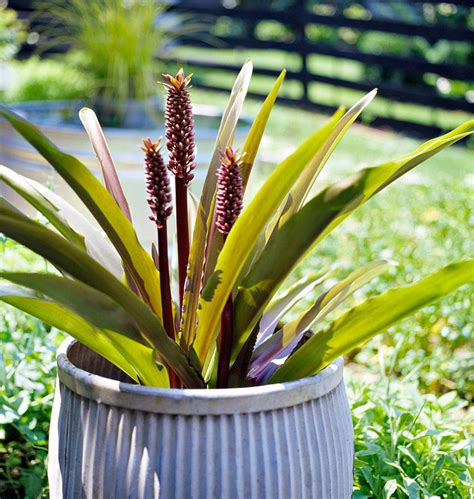 How To Plant And Grow Pineapple Lily