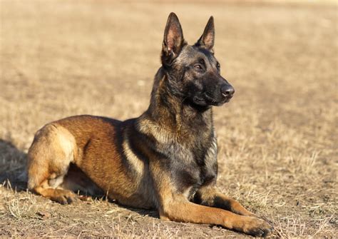 Owczarek Belgijski Charakter I Odmiany Tej Rasy Petsitters