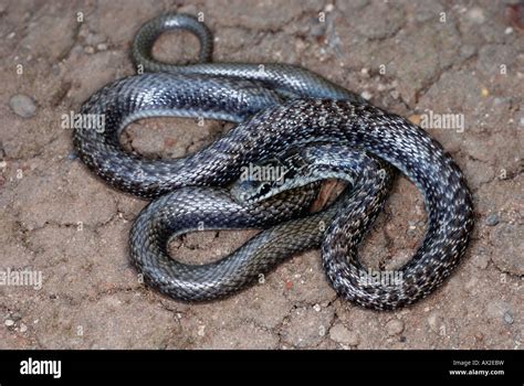 Indian Smooth Snake Coronella Brachyura Non Venomous Rare Small