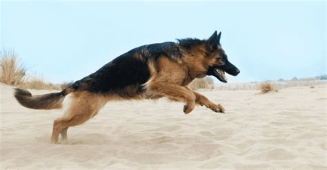 How To Make German Shepherd Back Legs Stronger Keep 10 Tips