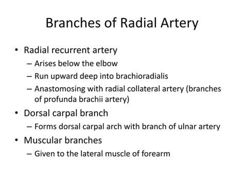 radial artery