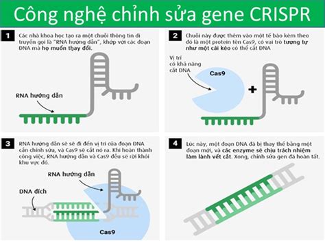 C Ng C Ch Nh S A Gene M I S C I Thi N Nh C I M C A Crispr