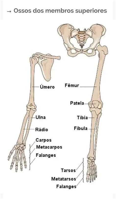 Sigla De Membros Superiores