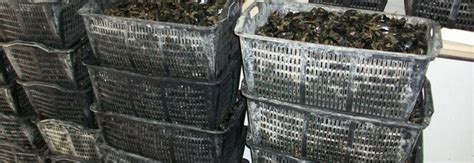 Cozze Allevate In Mare Con Diossina Sequestrate Due Tonnellate A