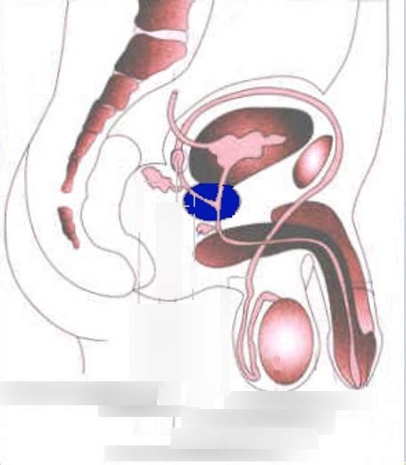 Anatomie système génital masculin 03 coupe sagittale du bassin