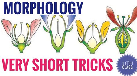 Morphology Of Flowering Plants Short Tricksclass 11th Ncerthow To