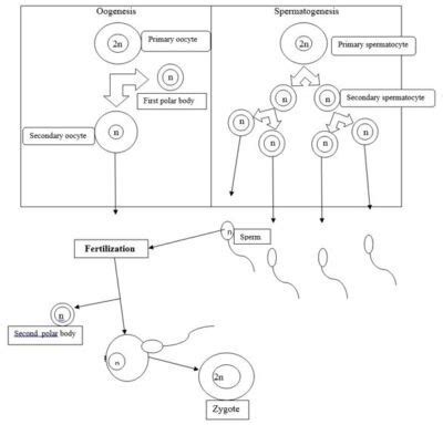 Difference Between Oogenesis And Spermatogenesis Mental Itch