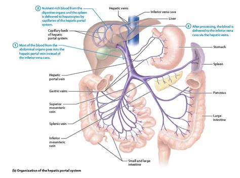 Hepatic Portal System