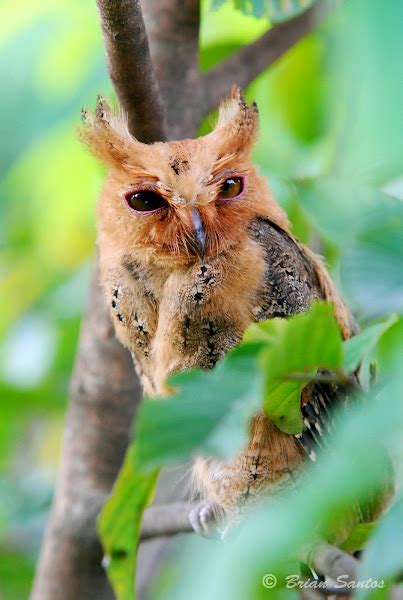 Philippine Scops Owl Project Noah