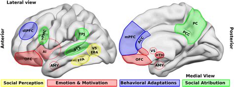 Brain Areas That Participate In Social Processing A Simple