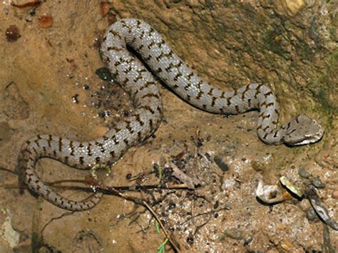 Aspide O Vipera Comune Visit Fardella Turismo E Cultura Comune Di