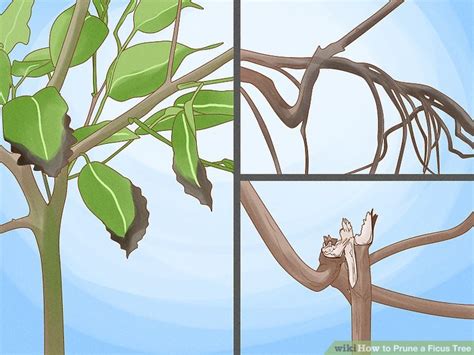 How To Prune A Ficus Tree With Pictures Wikihow