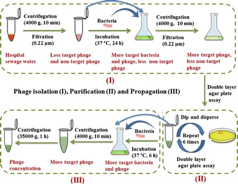 Phage Therapy Is It The Best Alternative Approach Against Increasing