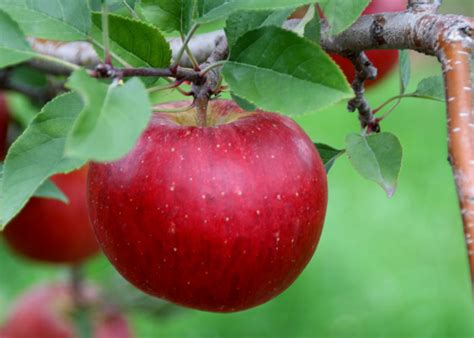 Apple Varieties Found At Sages Apples