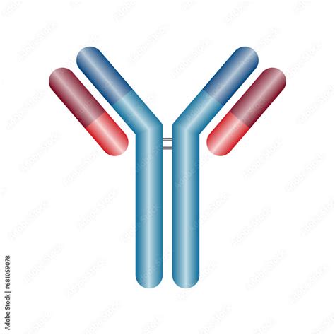 Single antibody immunoglobulin molecule. Schematic structure of an ...