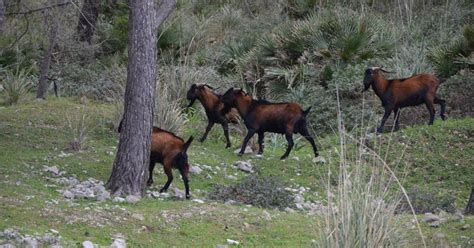 Multa De Euros Para Un Cazador Que Organiz Una Cacer A De