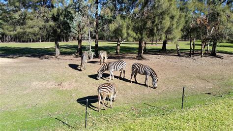 Ruffs Adventures Dubbo Zoo On Bikes ☺