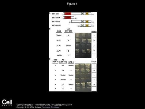 Volume 24, Issue 7, Pages (August 2018) - ppt download