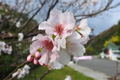 過年國內走春旅遊推薦：全台16個賞花景點＆花期整理，親子老人皆適合！女人我最大