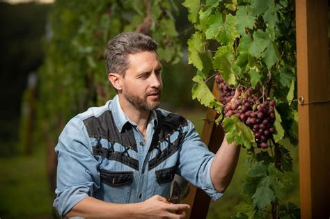 Propietario De Vi Edo Masculino Viticultor Profesional En Finca De Uva