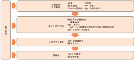 Iga腎症｜生活習慣病部門 腎臓・高血圧内科｜診療科・部門のご案内｜国立循環器病研究センター 病院